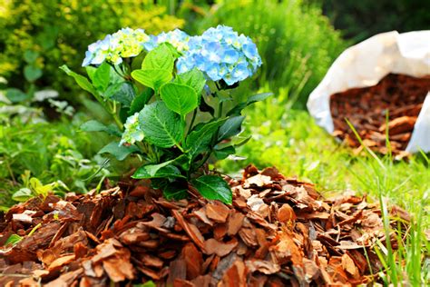 Paillage au pied d'hortensias en pleine terre