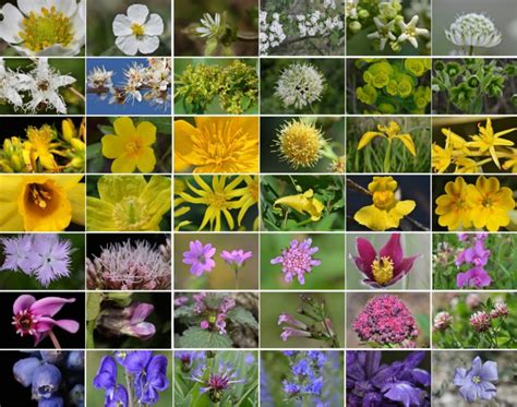 Diversité des plantes et fleurs disponibles dans les Serres du Bois