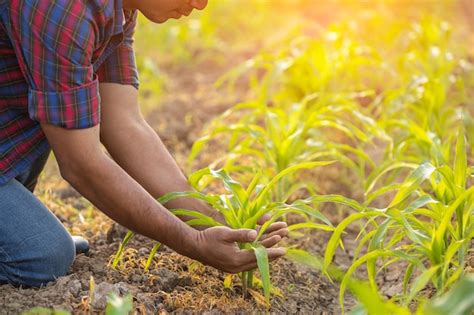 Agriculteur examinant des plants dans un champ