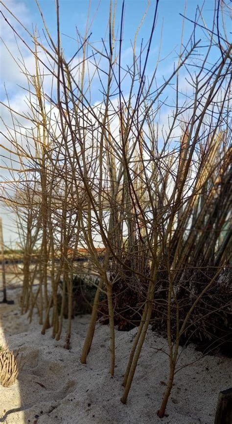 Sécateur stocké dans du sable huilé
