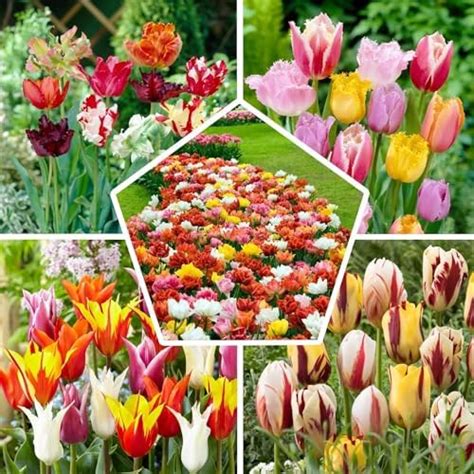 Montage photo de différentes plantes à bulbe emblématiques (tulipe, jacinthe, narcisse, crocus)