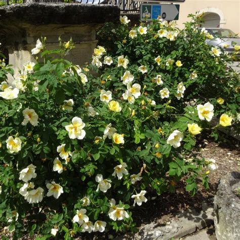 Rosier 'Golden Wings' en pleine floraison