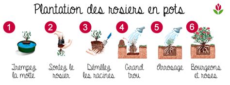 Guide de plantation d'un rosier en pot