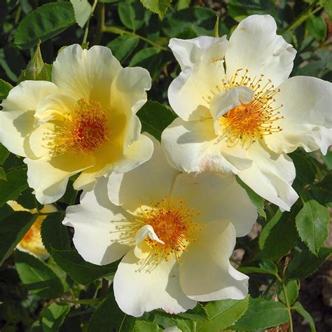 Rosier 'Golden Wings' résistant aux maladies