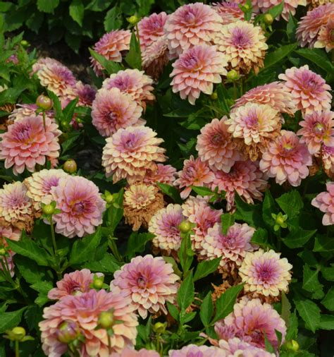 Variétés de dahlias Ernest Turc