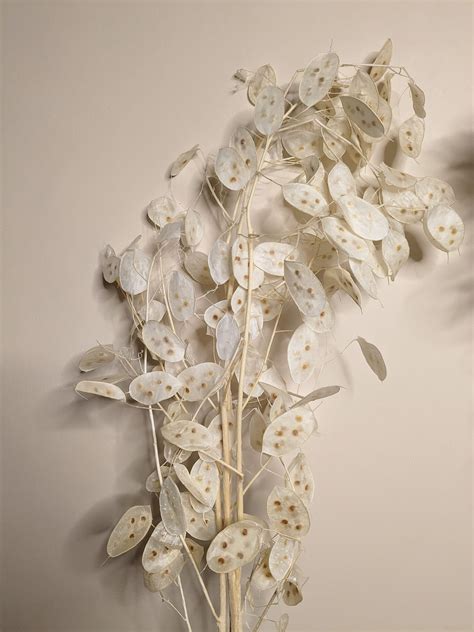 Illustration d'un massif de Monnaie du Pape en fleur avec des papillons butineurs