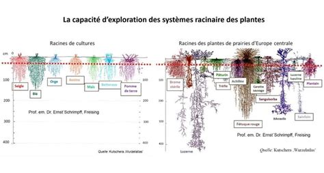 Diagramme montrant la superposition des systèmes racinaires des conifères et des rhododendrons