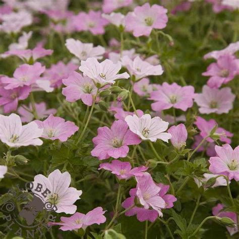 Géranium vivace rose