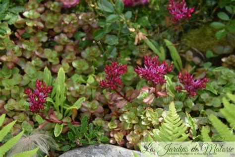Sedum rampant fleuri