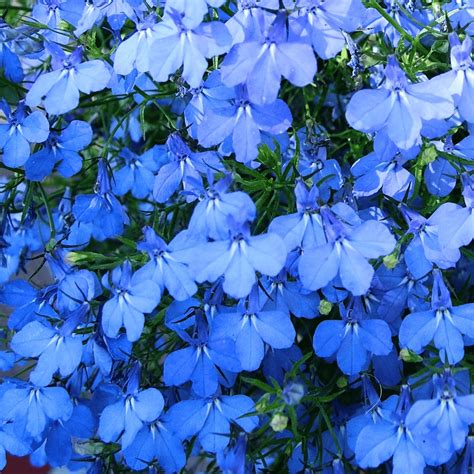 Lobelia en cascade bleue