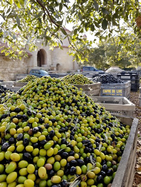 Olives fraîches prêtes pour le pressage