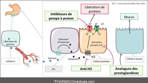Représentation schématique du mécanisme d'action des inhibiteurs de la pompe à proton