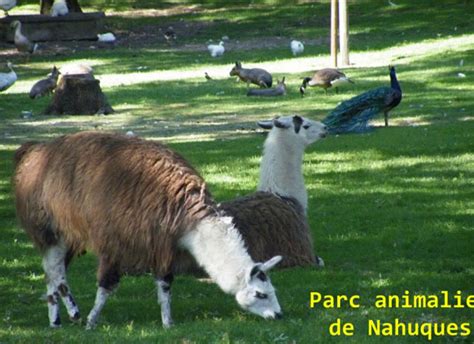 Lamas au Parc Animalier de Nahuques