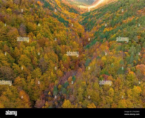 Vue d'ensemble de la forêt d'Arques avec des couleurs automnales