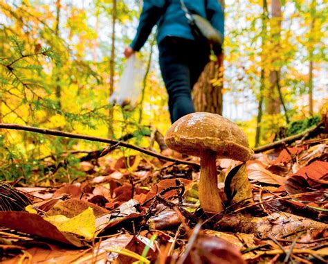 Participants recherchant des champignons dans le sous-bois