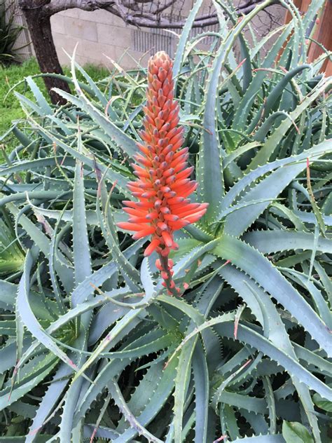 Aloe arborescens en pleine floraison