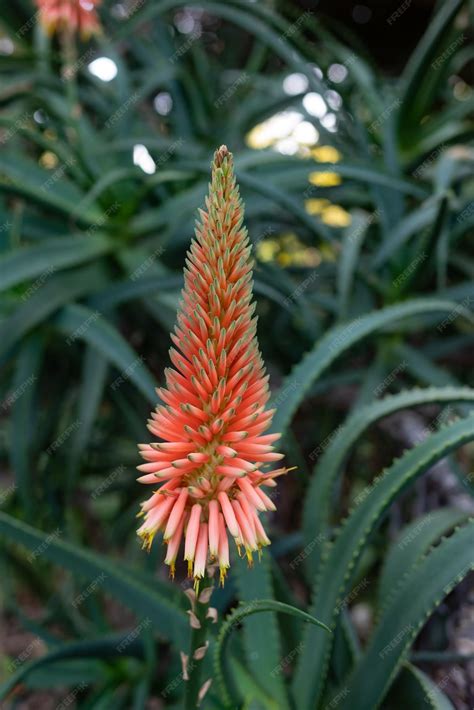 Aloe arborescens intégré dans un jardin méditerranéen