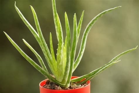 Diverses variétés d'Aloe dans une serre