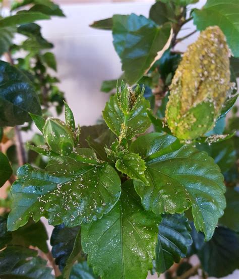 Hibiscus infesté de parasites
