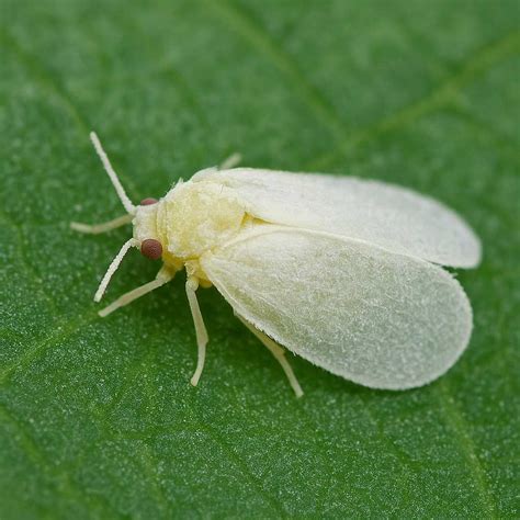Mouche blanche sous une feuille