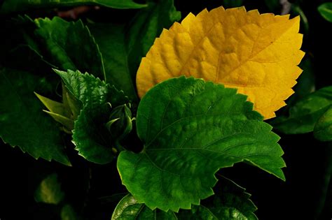 Feuilles d'hibiscus avec des encoches causées par l'otiorhynque