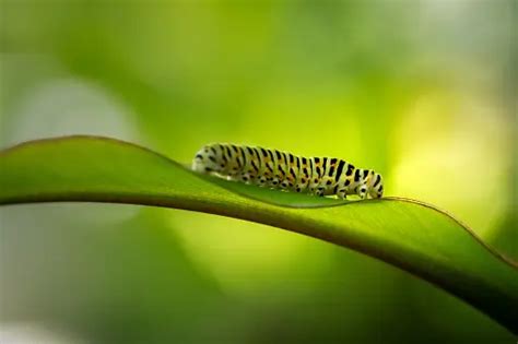 Chenille verte sur une feuille d'hibiscus