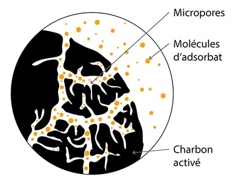 Schéma illustrant la structure poreuse microscopique du charbon de bois et ses capacités de rétention