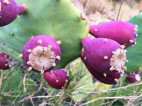 Figues de Barbarie coupées en deux, révélant la chair et les graines