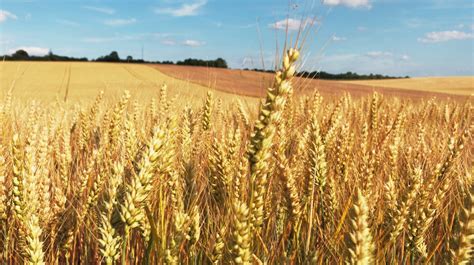 Champ de céréales diverses en agriculture biologique