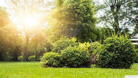 Plan du jardin montrant un emplacement ensoleillé et bien drainé pour l'ail