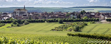 Vignoble et cerisiers à Coulanges la Vineuse