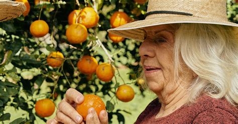 Une femme avec un chapeau de paille cueillant des fruits dans un verger
