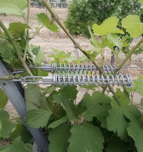 Détail d'un clip Drahthalter fixant un fil de palissage
