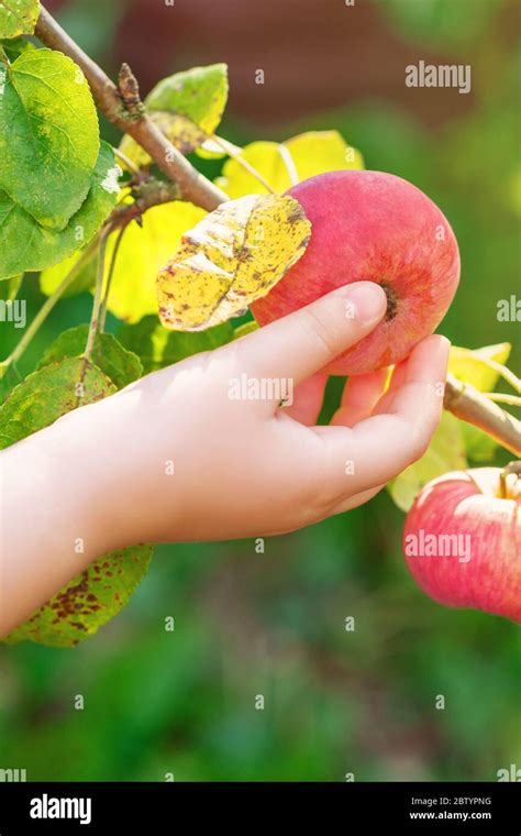 Gros plan sur une main cueillant une pomme