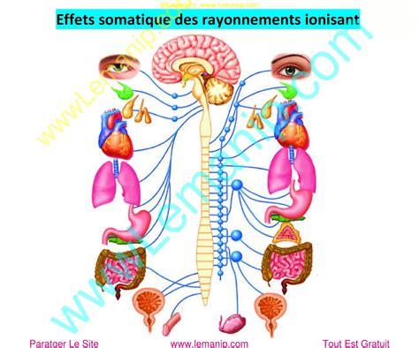 Schéma des effets vasorelaxants