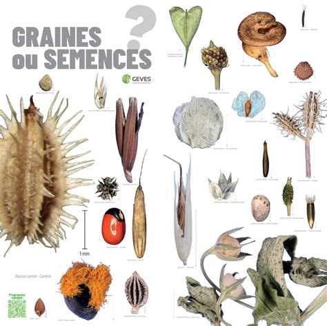 Illustration de différents types de semences : graines, bulbes, tubercules
