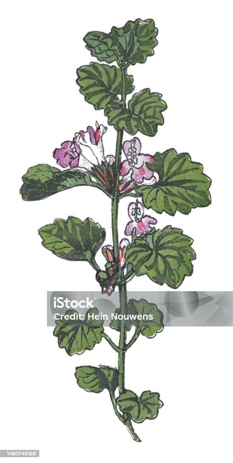 Illustration du lierre terrestre (Glechoma hederacea) avec ses feuilles caractéristiques et ses fleurs violettes