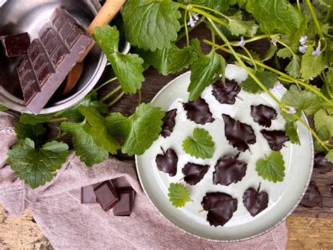 Plat culinaire ou boisson décorée avec des feuilles de lierre terrestre