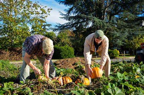 récolte de courges à la main