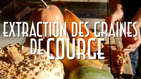 extraction de semences de courges
