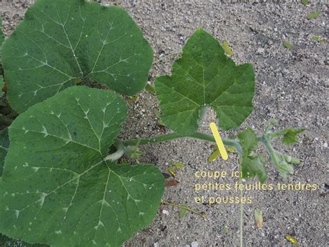 feuilles de courge atteintes de virus