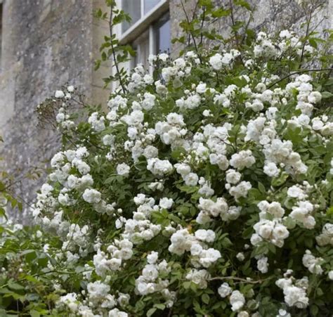 Rosa banksiae 'Alba Plena' en pleine floraison