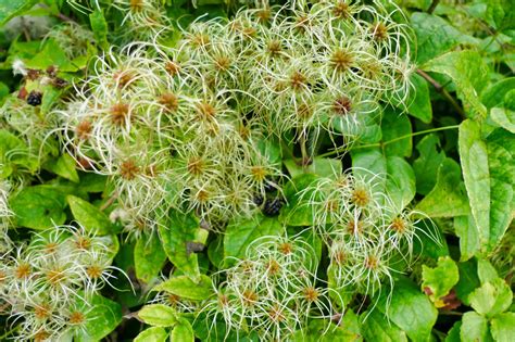 Illustration des différents noms vernaculaires de la Clematis vitalba
