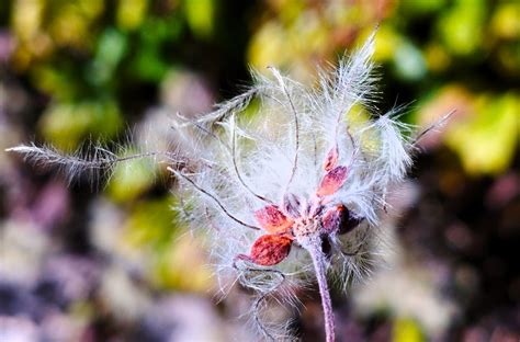 Photographie des akènes plumeux de la Clematis vitalba en hiver