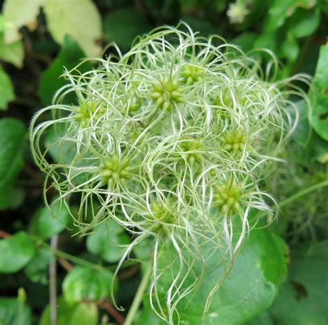 Infographie sur les conditions de plantation idéales de la Clematis vitalba