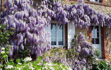 Exemple de façade de maison décorée avec des plantes grimpantes