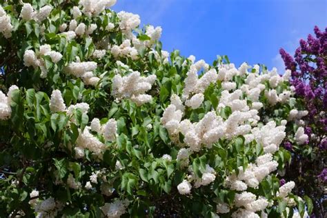 Gros plan sur les fleurs du Lilas du Japon