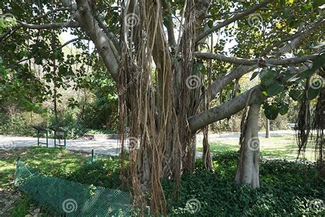 Illustration d'un Ficus benghalensis avec ses racines aériennes emblématiques