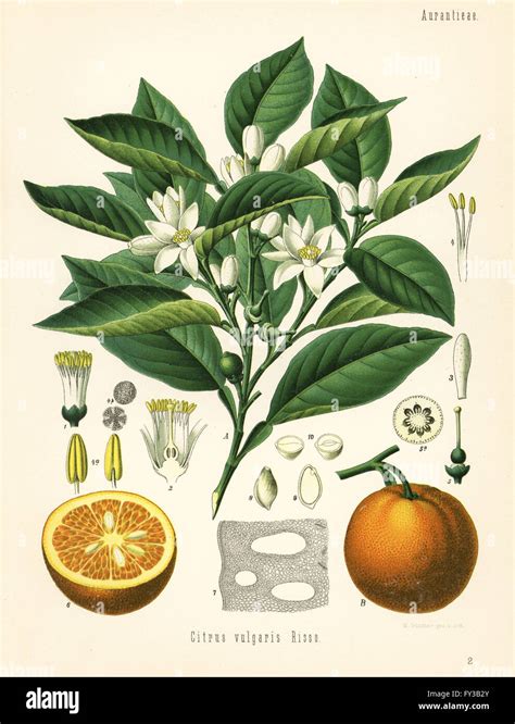 Dessin botanique d'un bigaradier