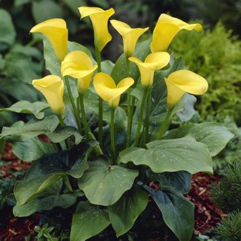 Illustration d'un Calla jaune en pleine floraison